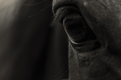 Rango
