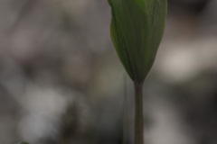 Sudenmarjan aihio